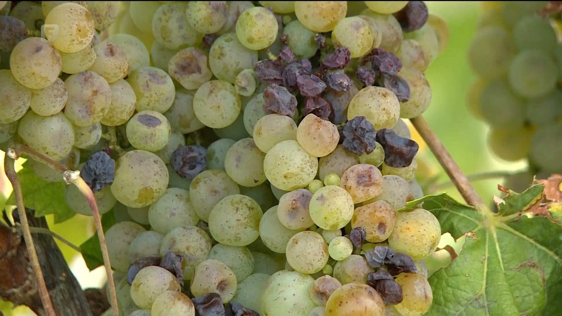 Tamo gdje je suzbijana plamenjača - grožđe je ove godine iznimno